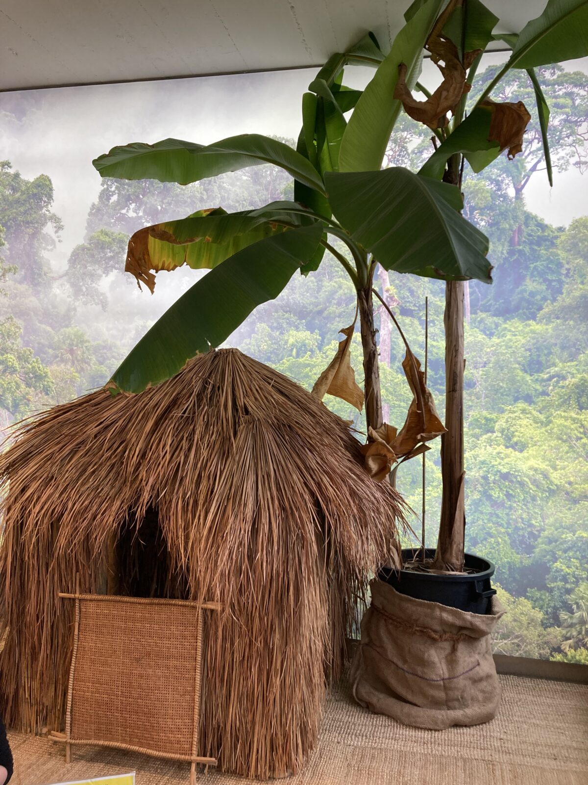 Rettet den tropischen Regenwald